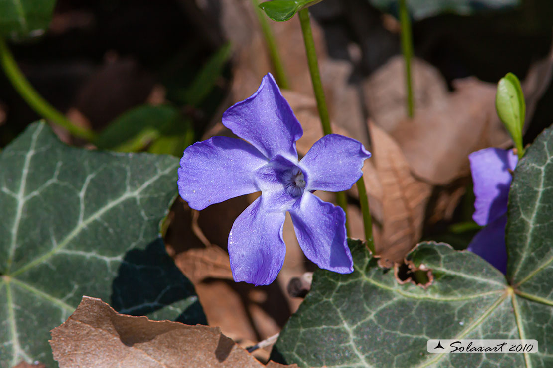 Apocynaceae Vinca minor