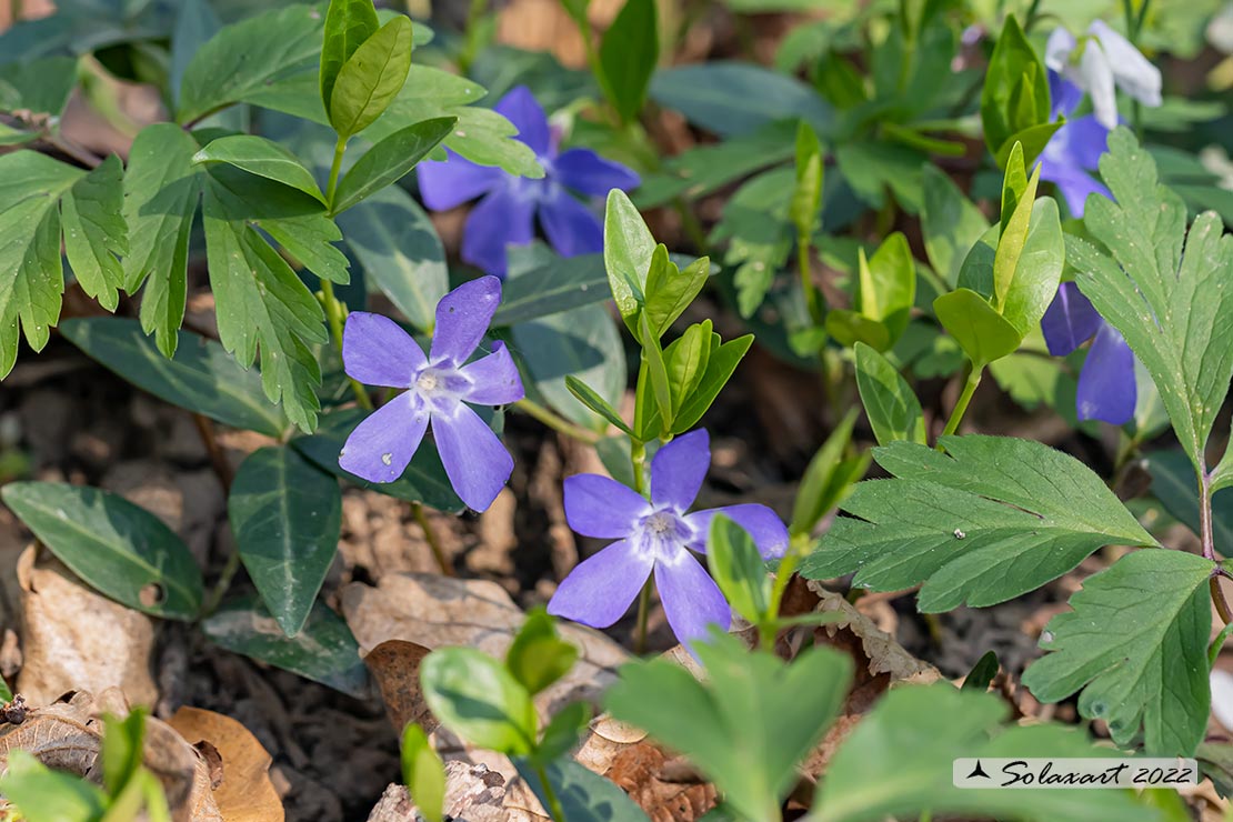 Apocynaceae Vinca minor