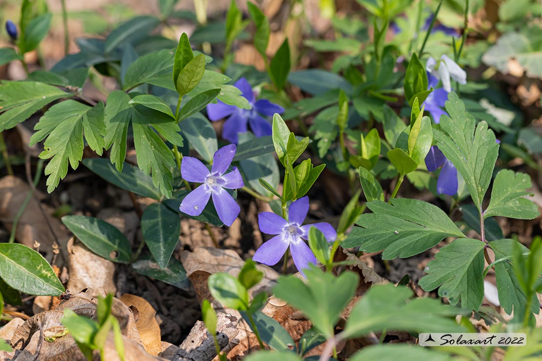 Apocynaceae Vinca minor