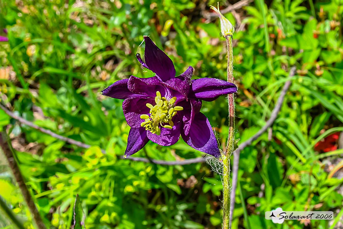 Aquilegia atrata