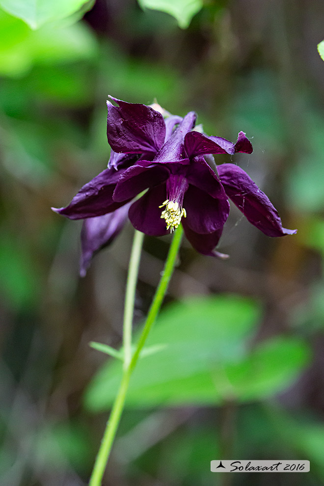 Aquilegia atrata