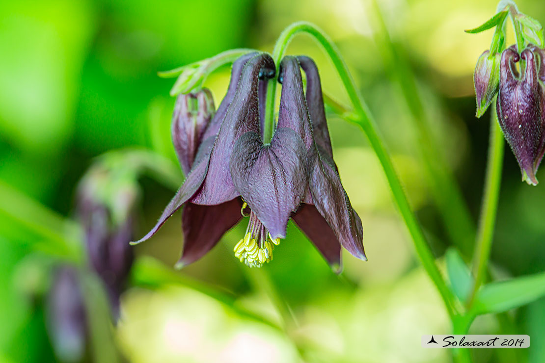 Aquilegia atrata