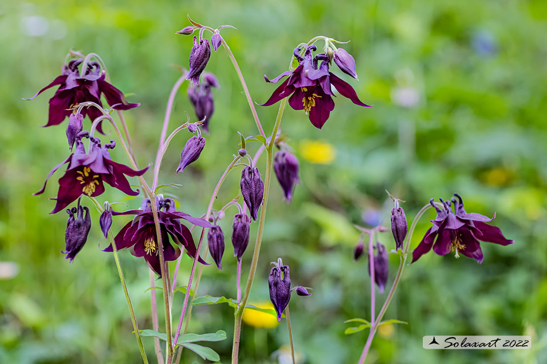 Aquilegia atrata