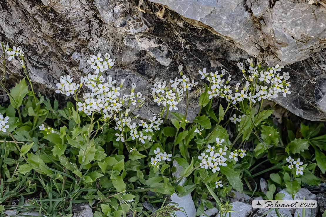 Arabidopsis halleri