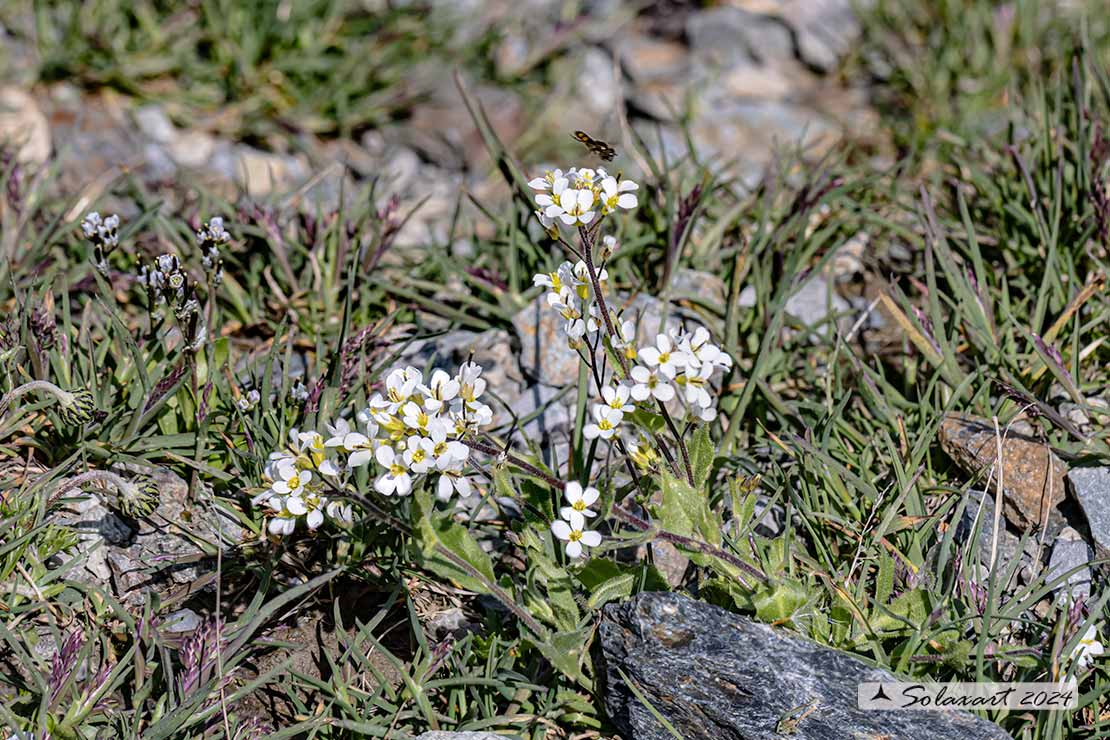 Arabidopsis thaliana