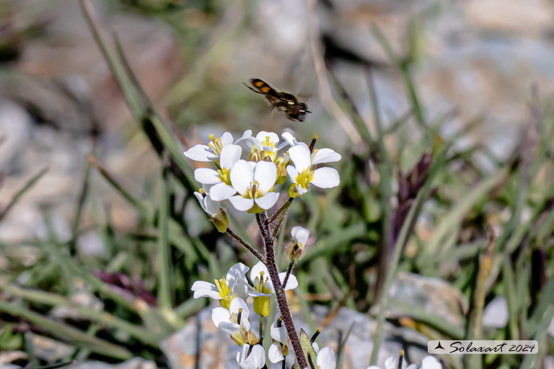 Arabidopsis thaliana