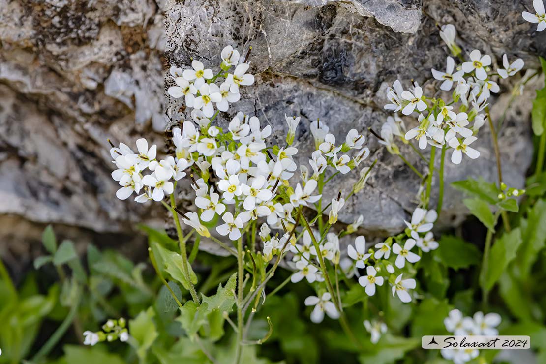Arabis alpina
