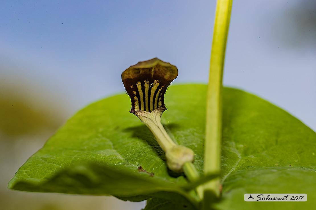 Aristolochia rotunda