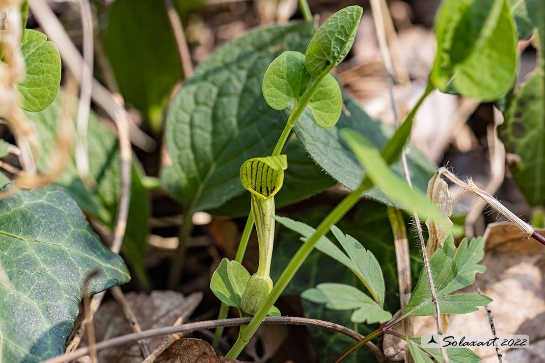 Aristolochia lutea
