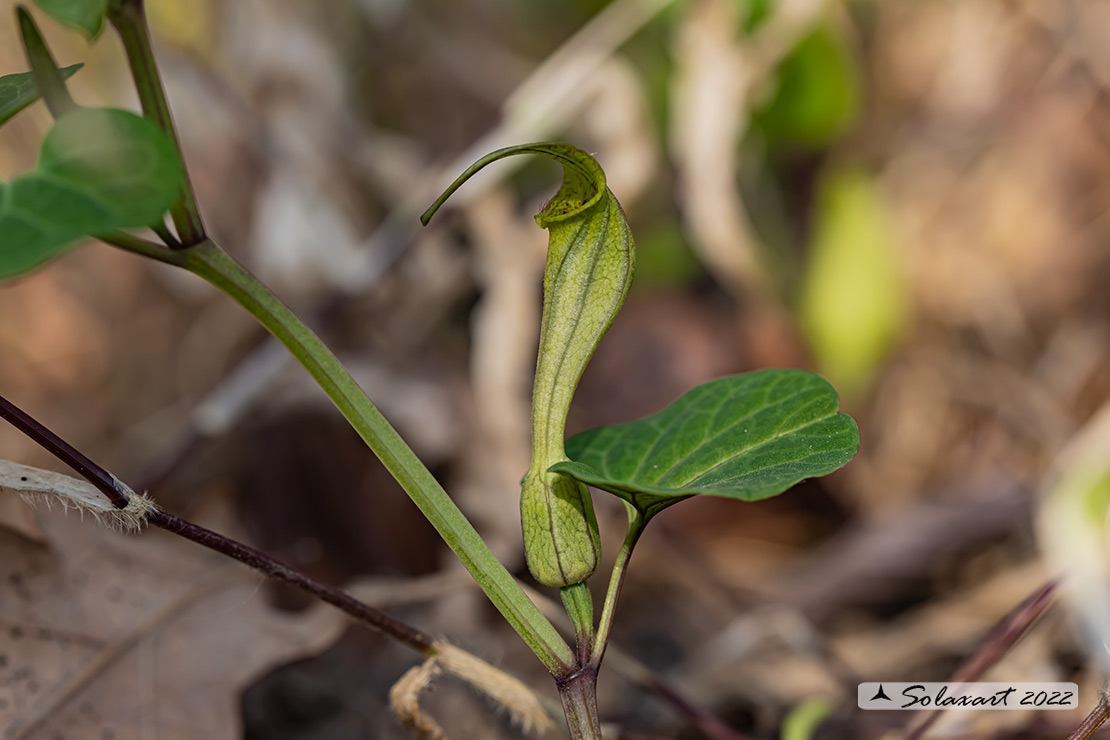  Aristolochia lutea