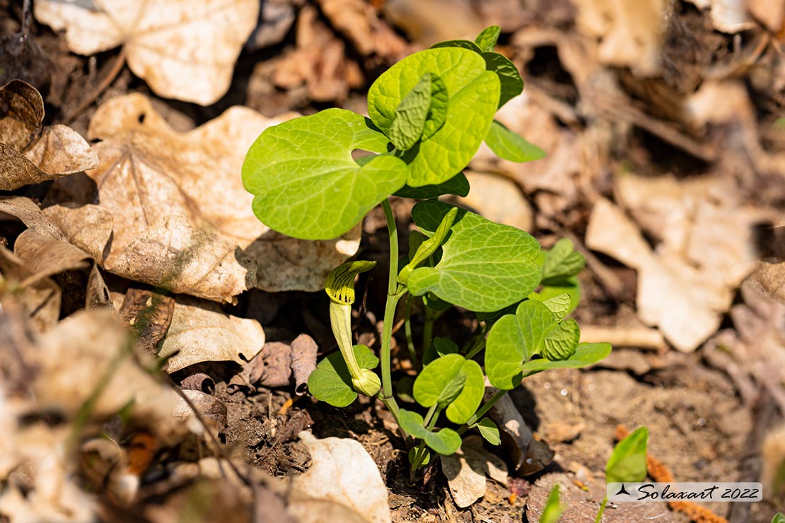 Aristolochia lutea