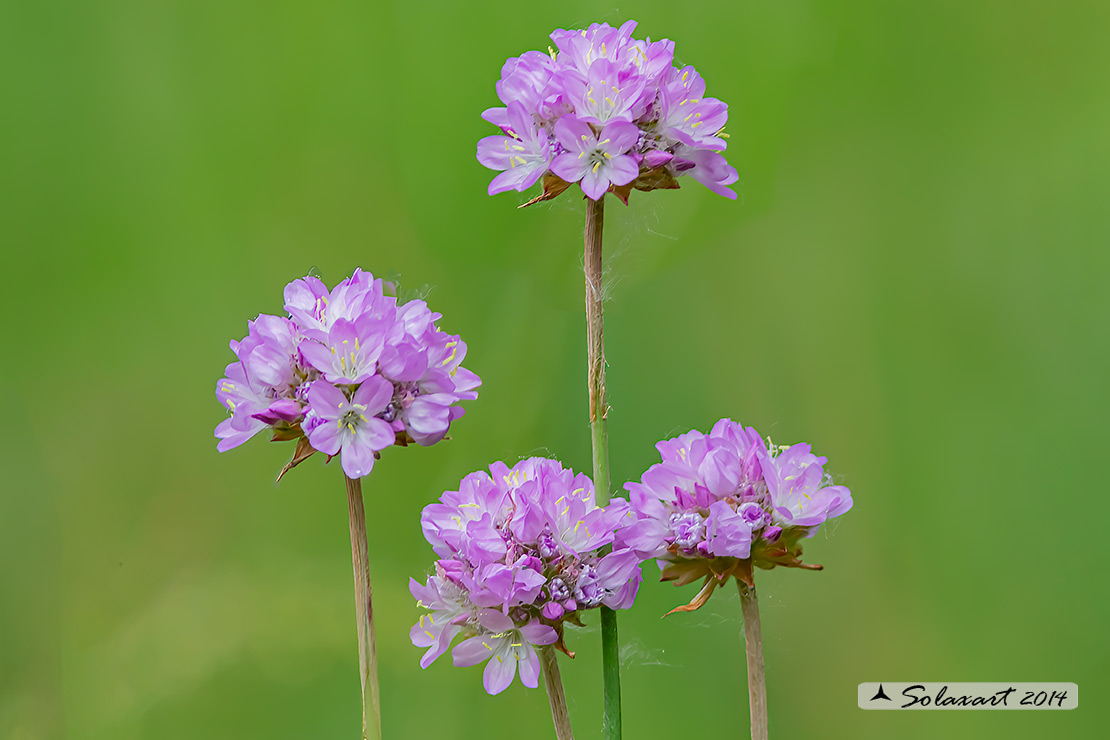 Armeria arenaria