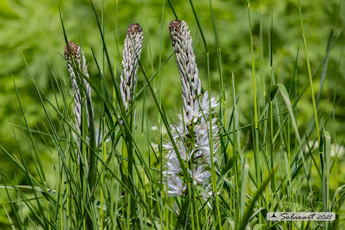 Asfodelo  - - Asphodelus albus 