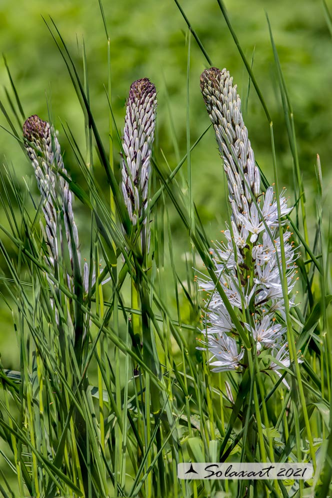 Asfodelo - - Asphodelus albus