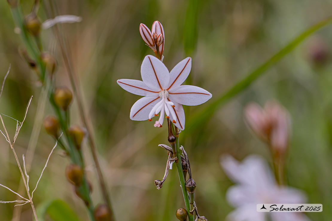 Asphodelus tenuifolius - Asfodelo minore