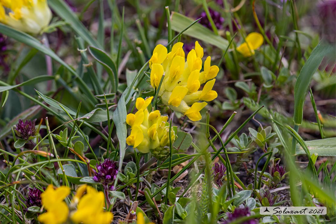 Astragalus membranaceus