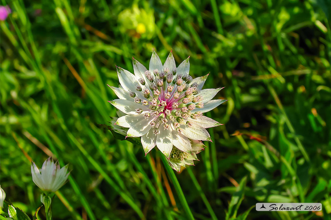 Astrantia major - Astranzia maggiore