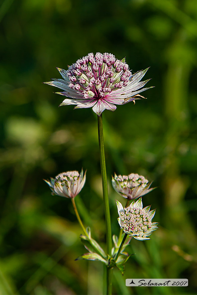 Astrantia major - Astranzia maggiore