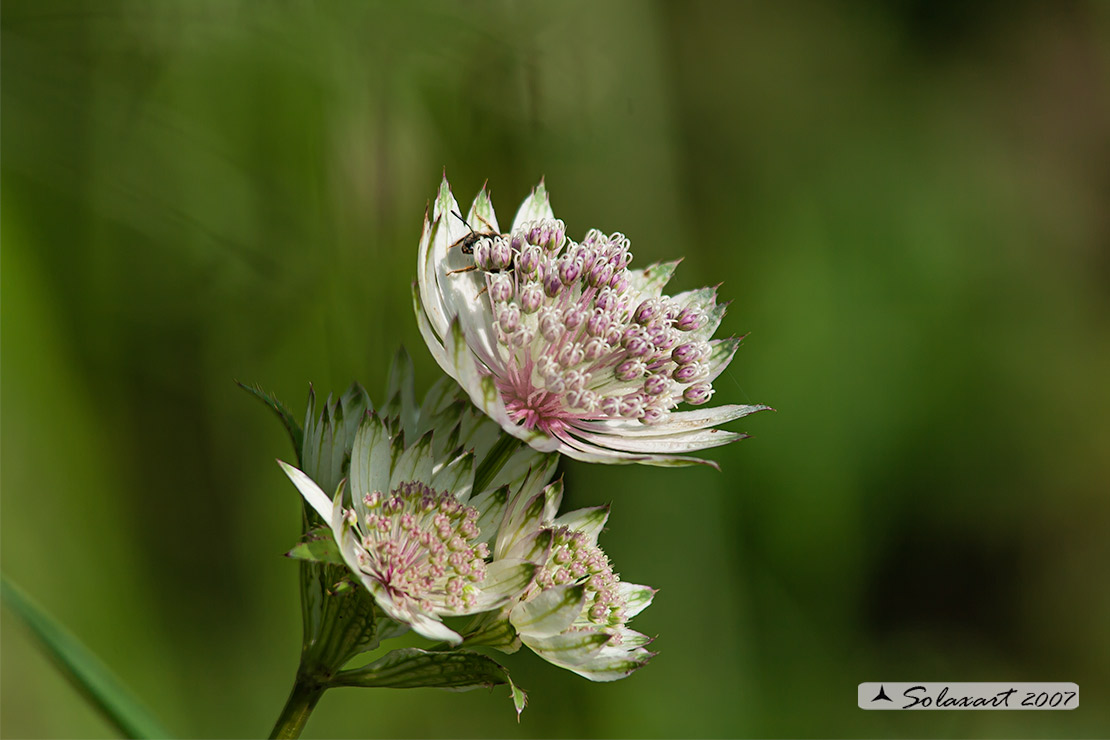 Astrantia major - Astranzia maggiore