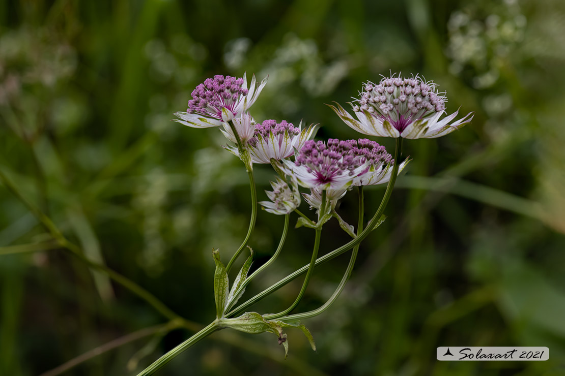 Astrantia major - Astranzia maggiore