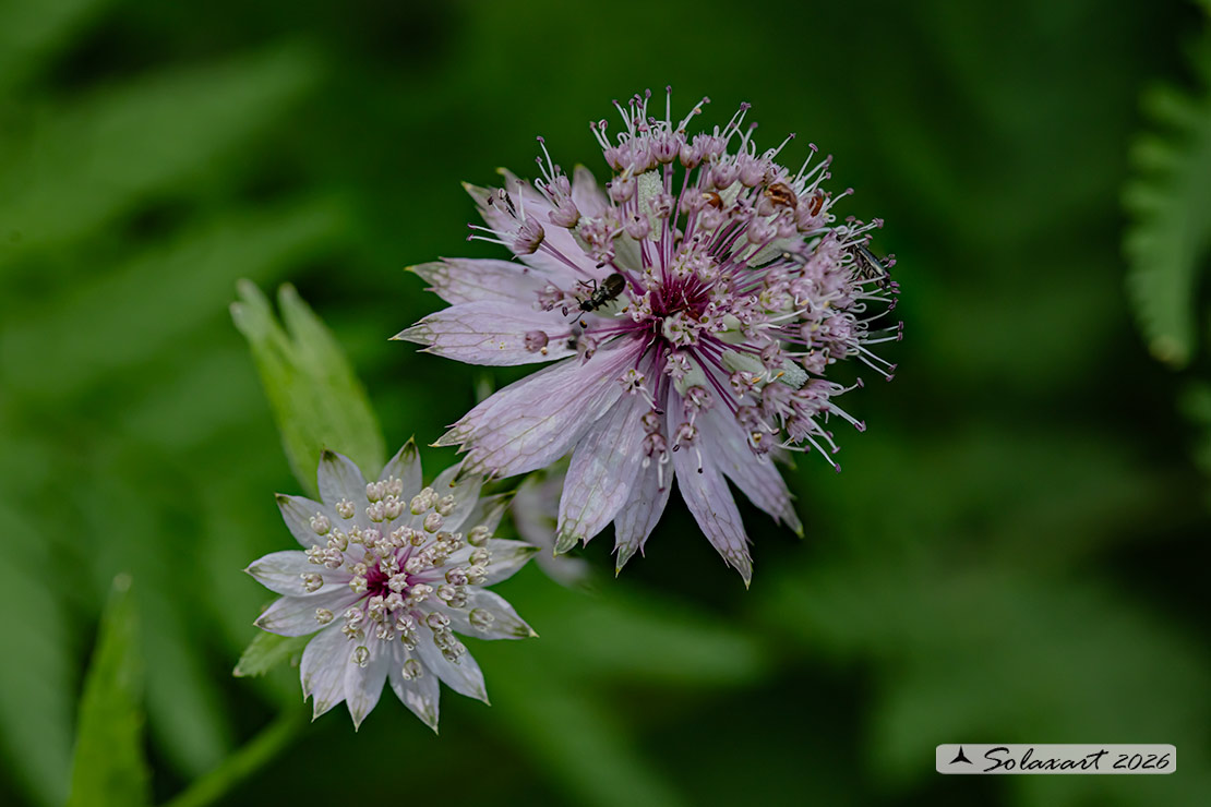 Astrantia major - Astranzia maggiore