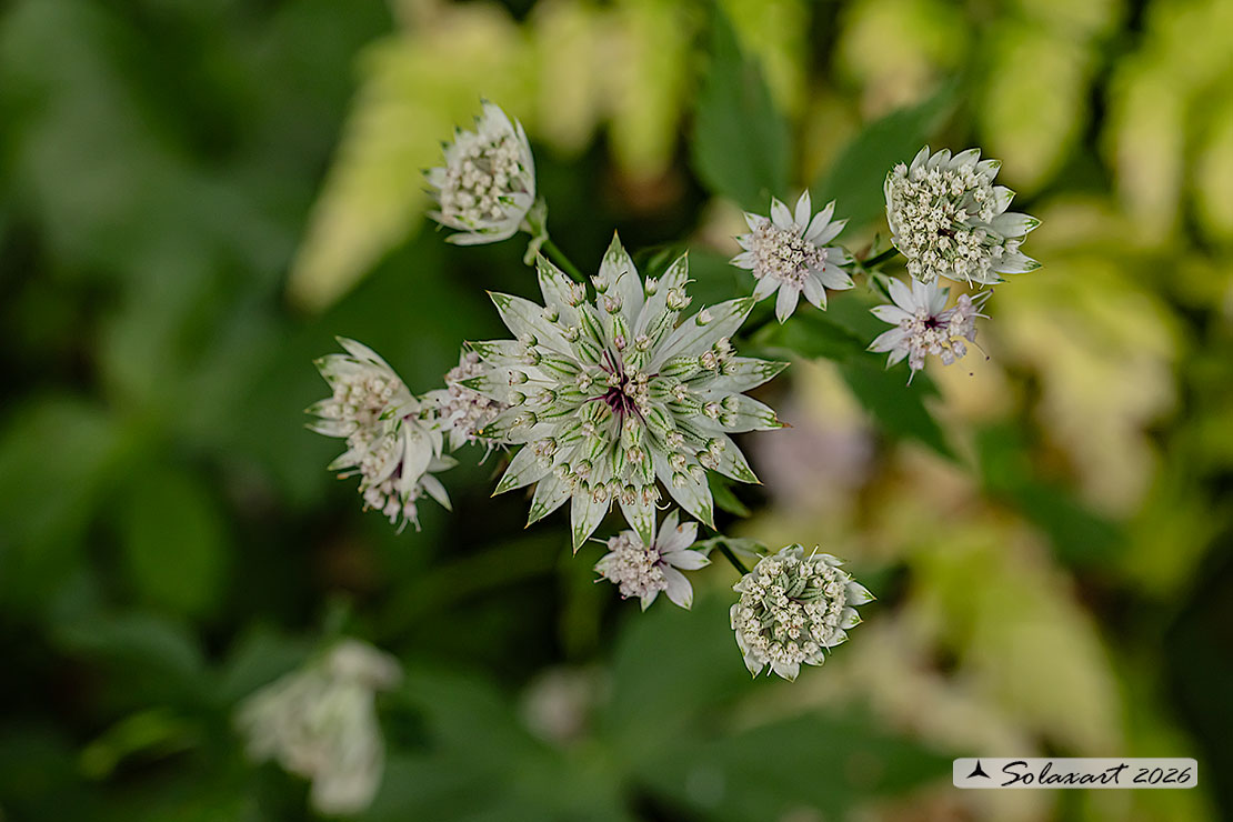 Astrantia major - Astranzia maggiore