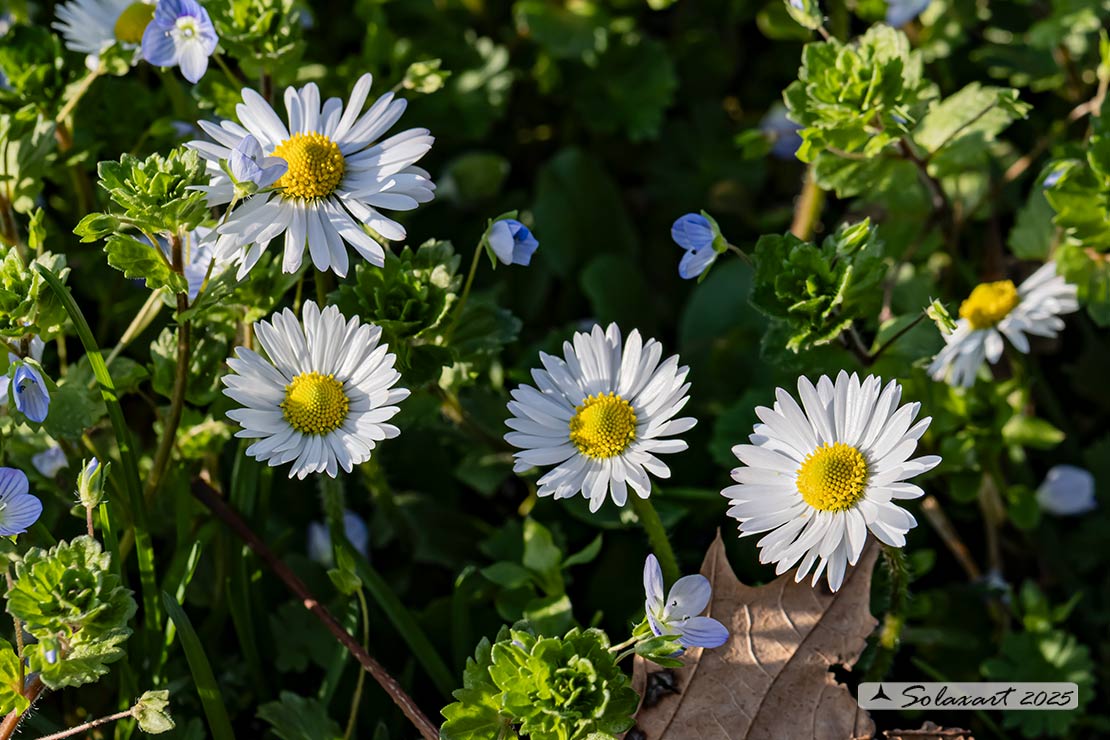 Bellis annua - Pratolina annuale