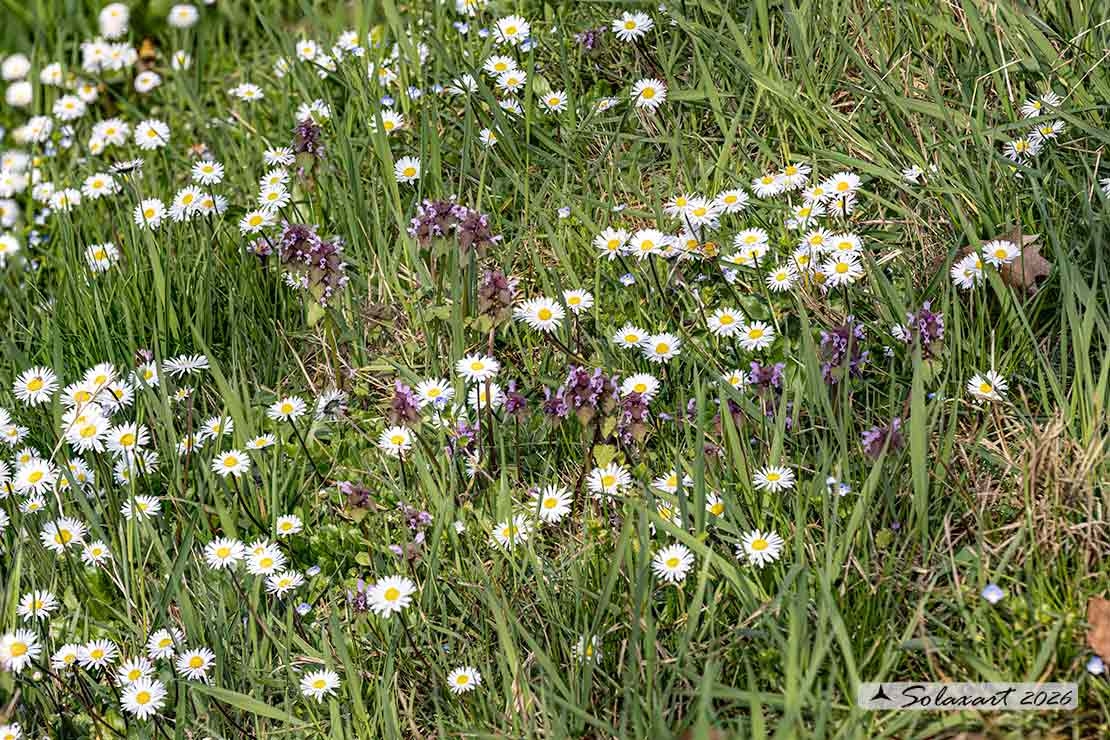 Bellis perennis - Pratolina comune
