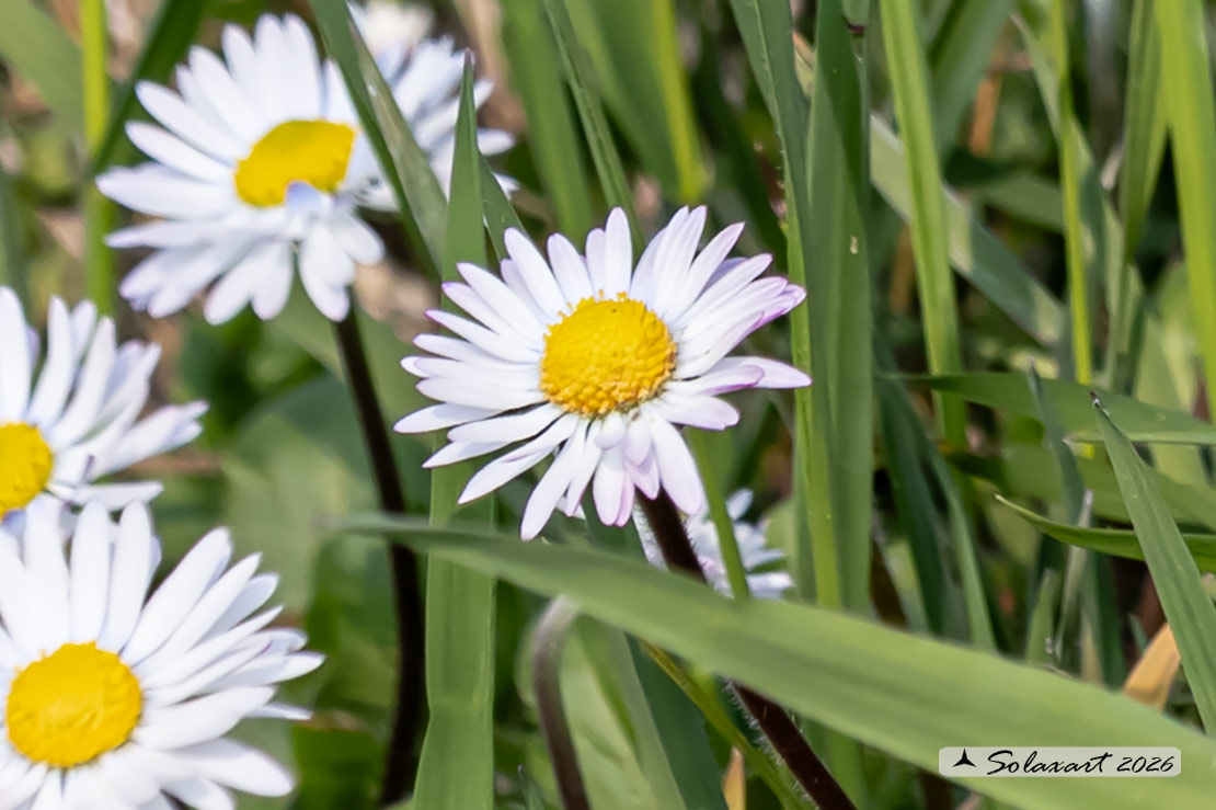 Bellis perennis - Pratolina comune