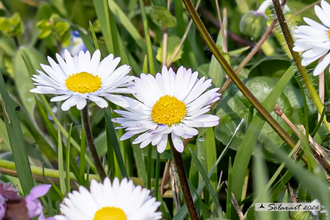 Bellis perennis - Pratolina comune