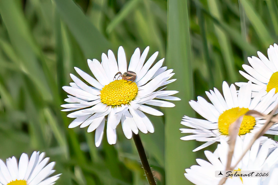 Bellis perennis - Pratolina comune