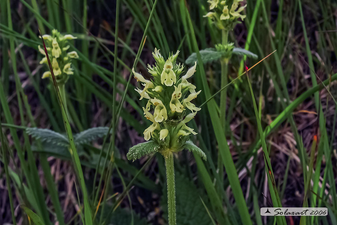 Betonica alopecuros - Betonica bianca