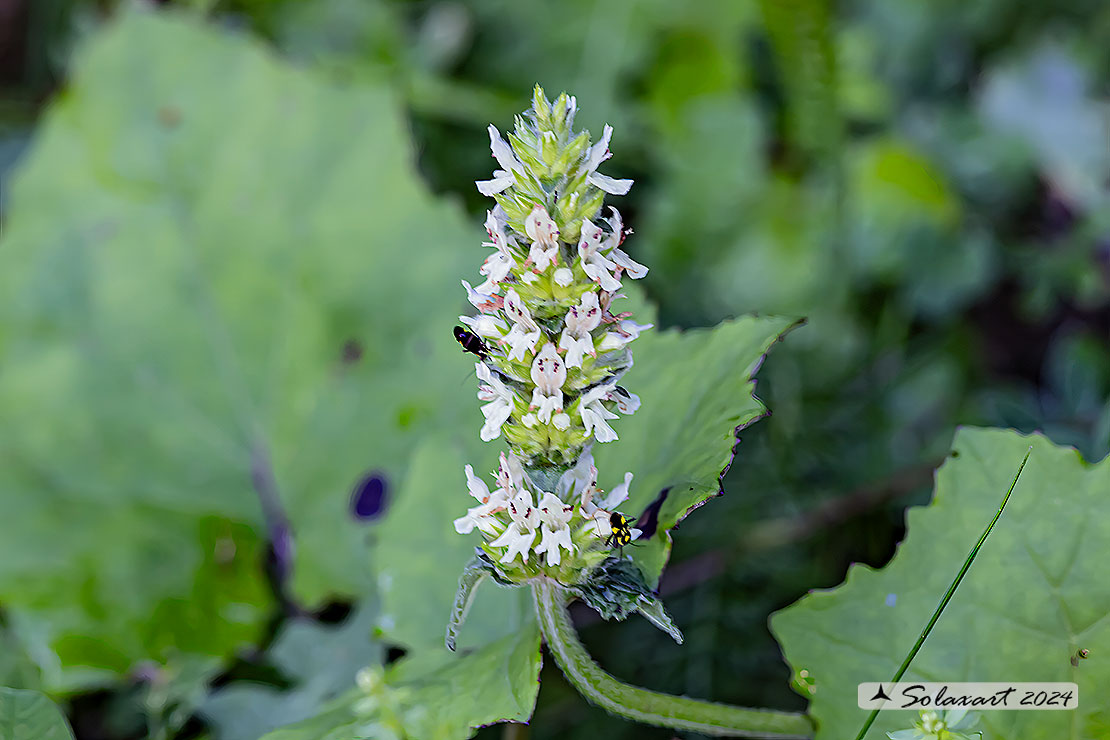 Betonica alopecuros - Betonica bianca