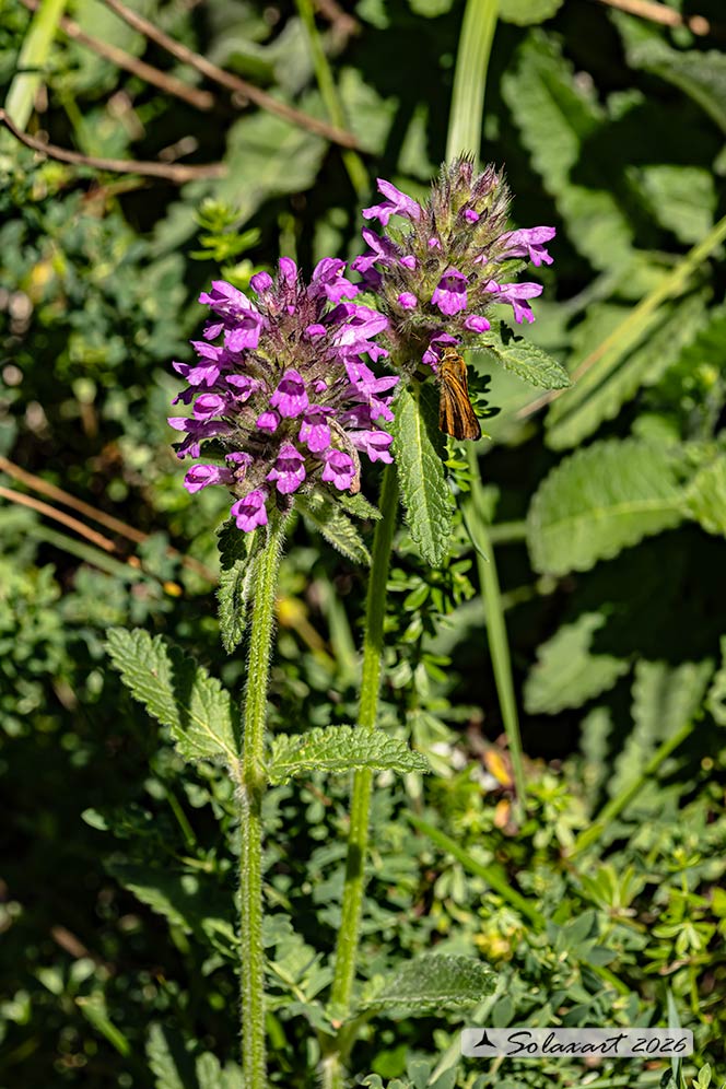 Betonica officinalis - Betonica bianca