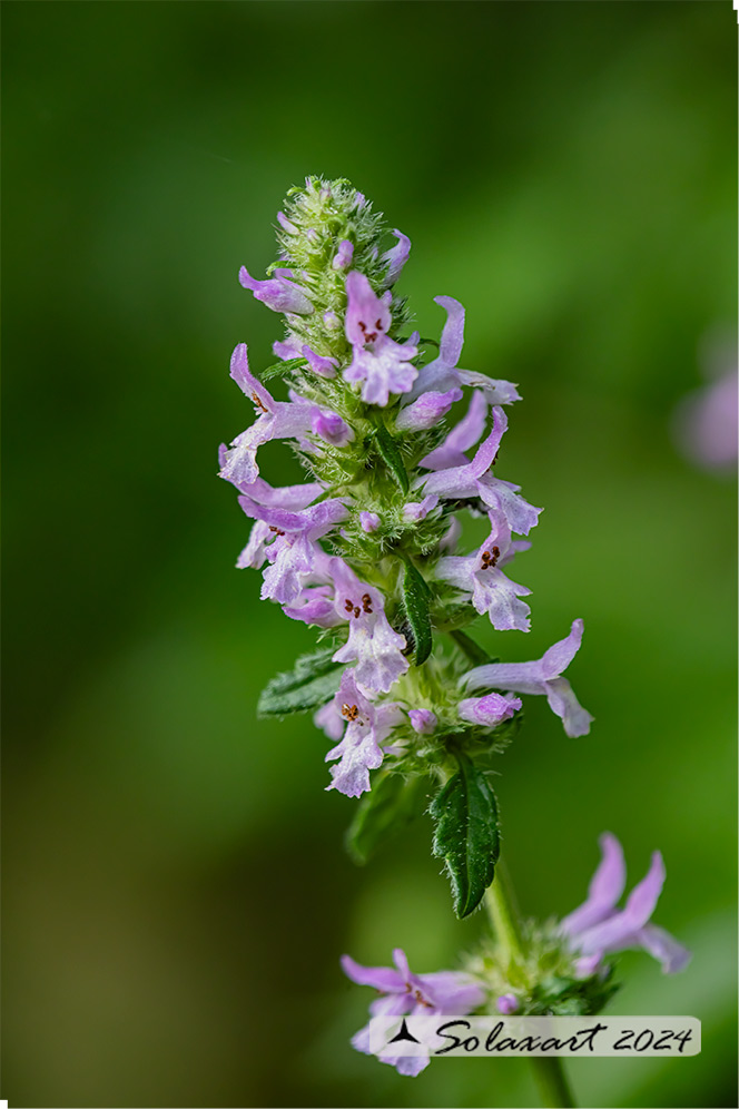 Betonica officinalis - Betonica bianca