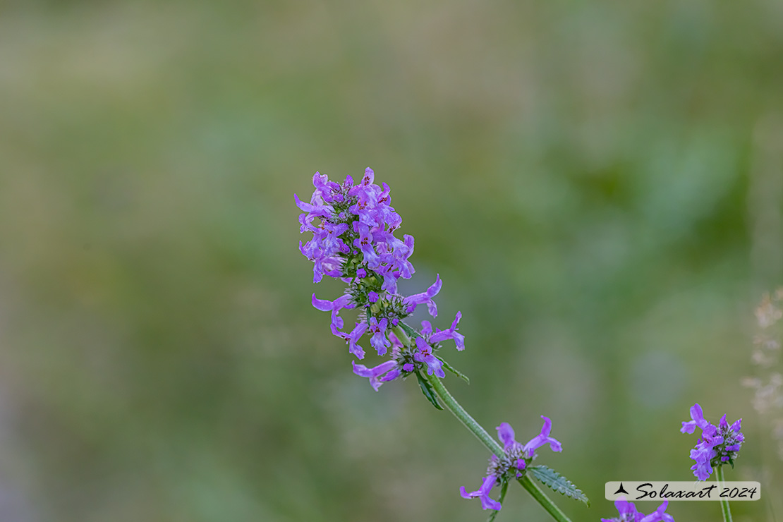 Betonica officinalis - Betonica bianca