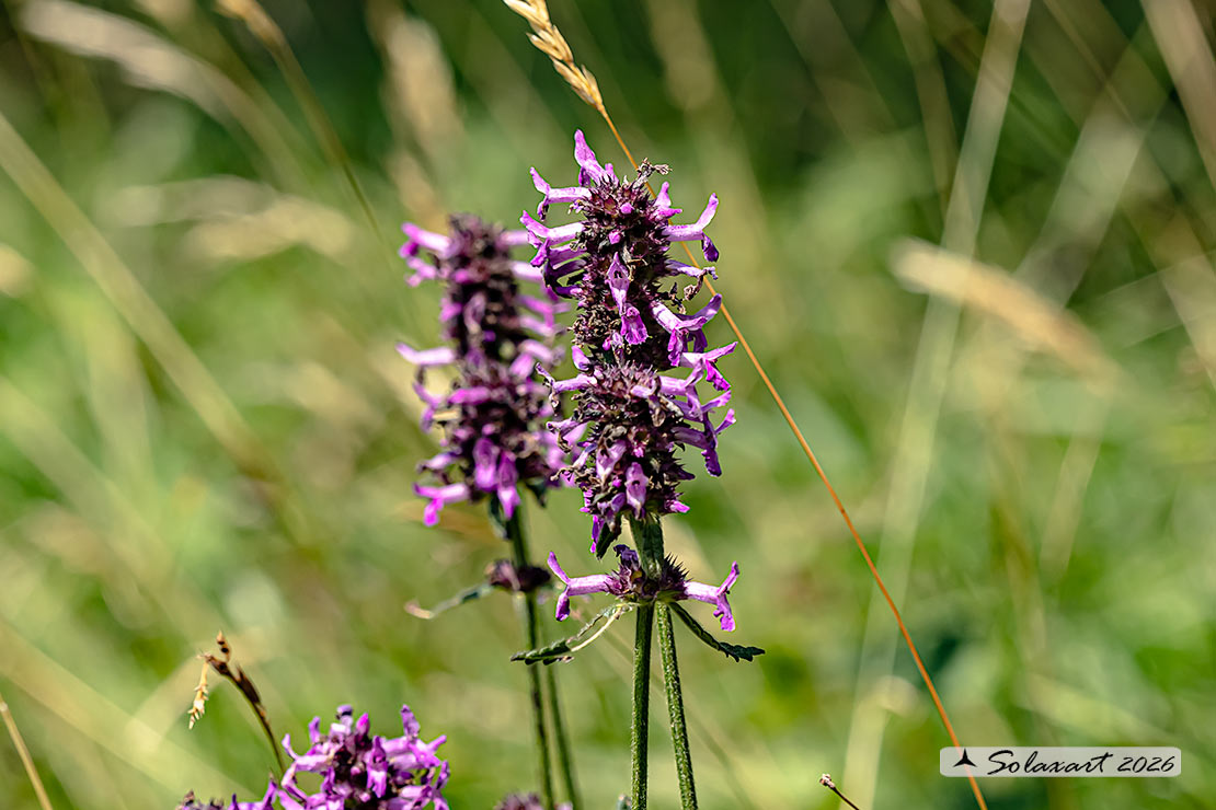 Betonica officinalis - Betonica comune