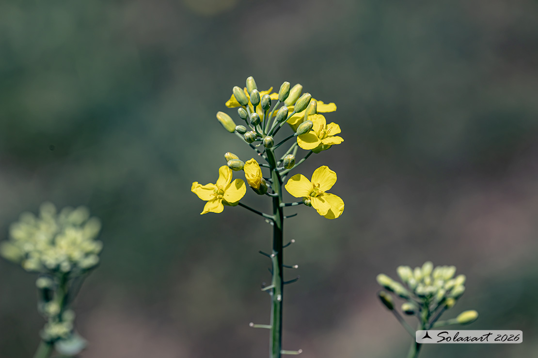 Alliaria petiolata