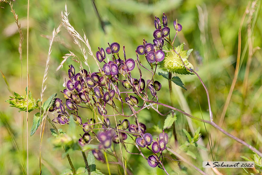 Alliaria petiolata