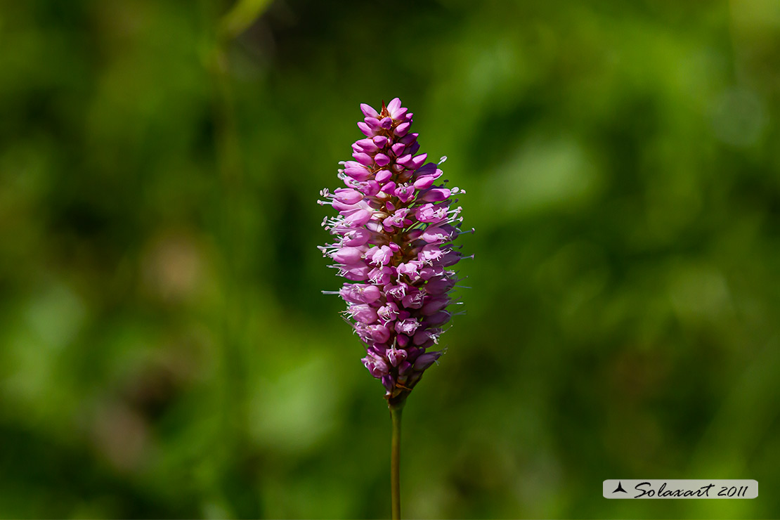 Bistorta officinalis