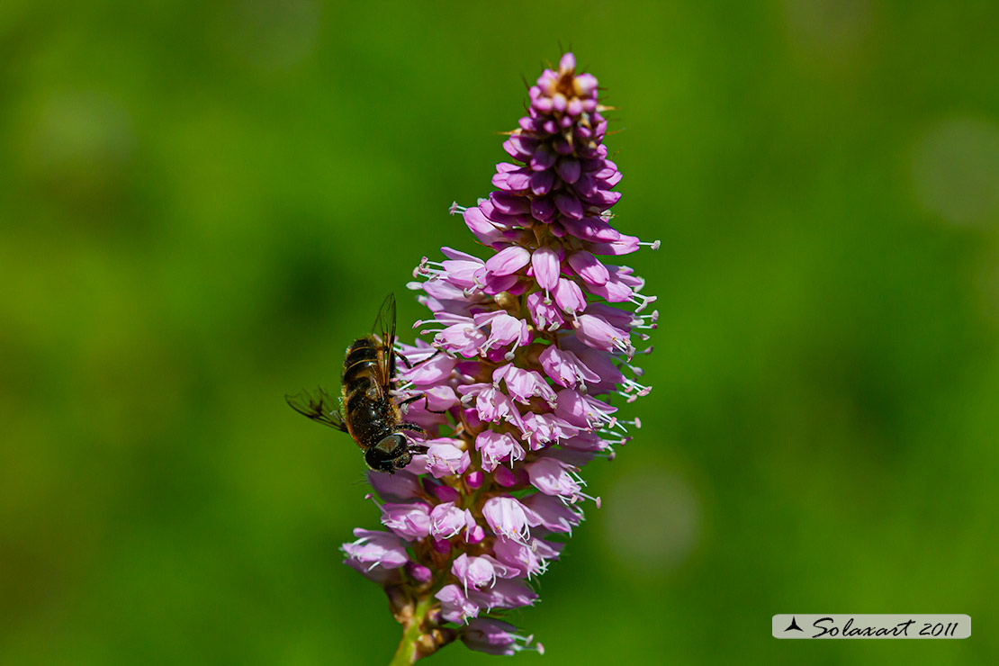 Bistorta officinalis