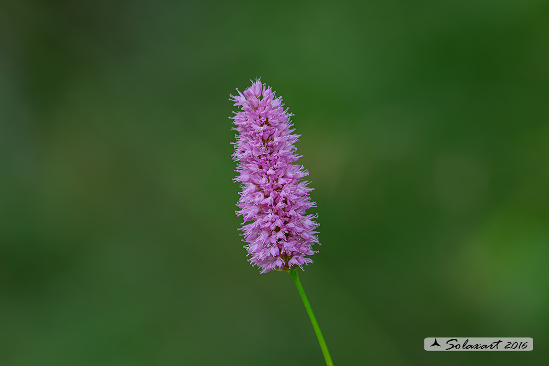 Bistorta officinalis