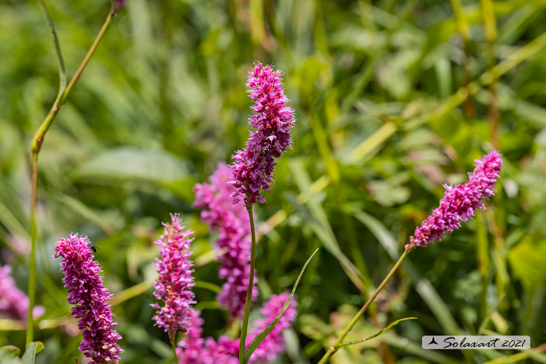 Bistorta officinalis