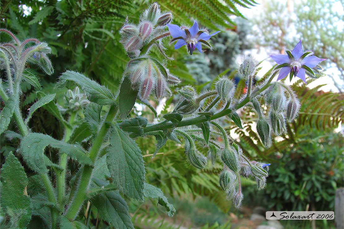 Borago officinalis  -  borragine 