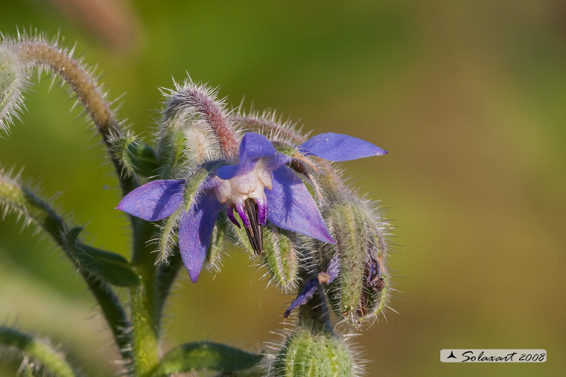 Borago officinalis  -  borragine 