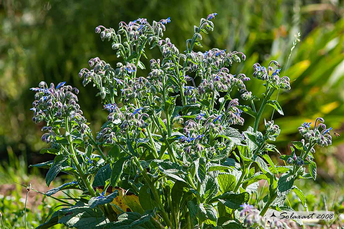 Borago officinalis  -  borragine 