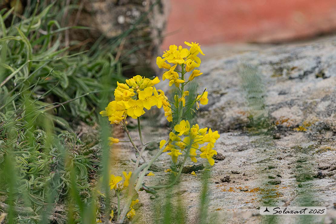 Brassica napus - Colza