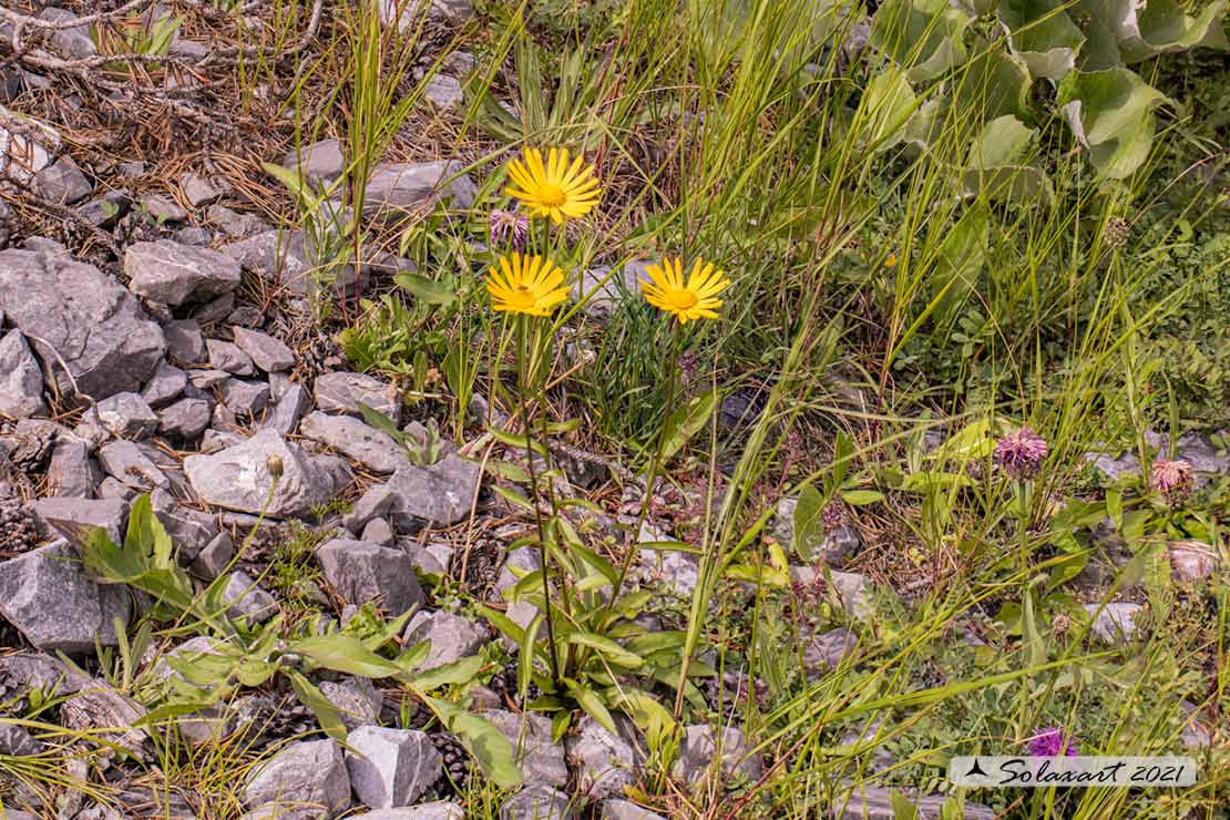 Buphthalmum salicifolium - Asteroide salicina