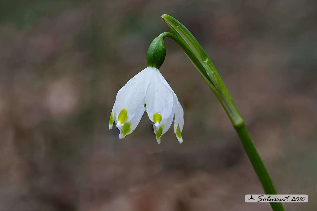 Leucojum vernum - Campanellino