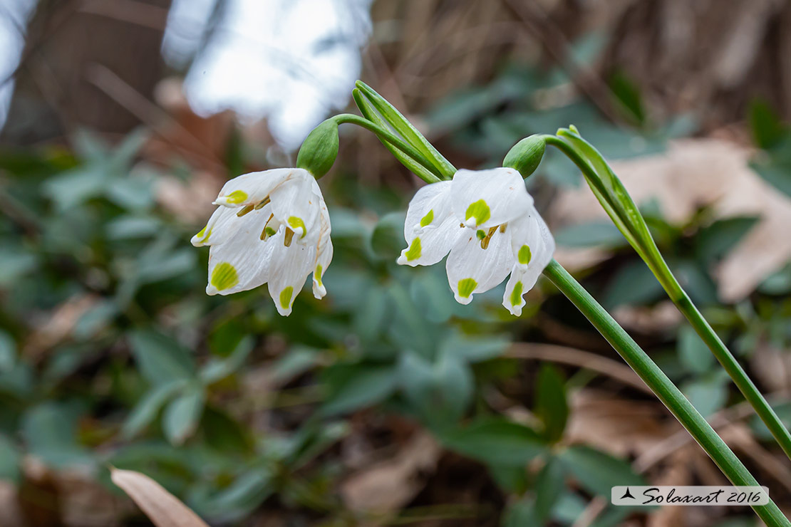 Leucojum vernum - Campanellino